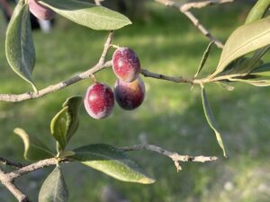 BALIKESİR (AA) – Ulusal Zeytin ve Zeytinyağı Konseyi (UZZK) Başkanı
