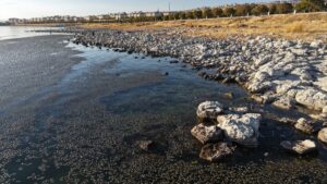 VAN (AA) – Van'ın Erciş ilçesinde Van Gölü'nün kıyıya yakın