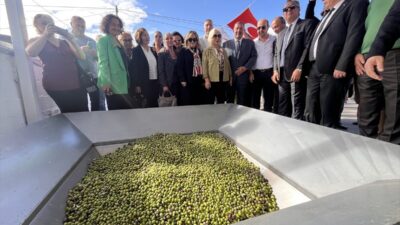 MUĞLA (AA) – 11. Uluslararası Milas Zeytin Hasat Şenliği kapsamında