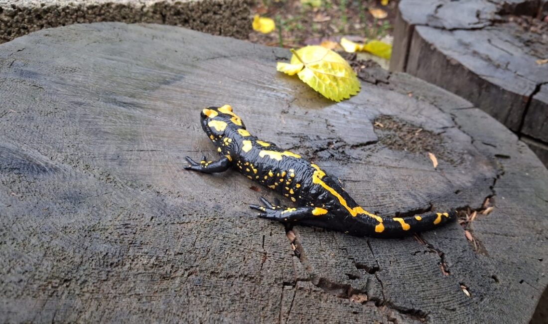 ADANA (AA) – Adana'nın Saimbeyli ilçesinde nesli tükenme tehlikesi altında