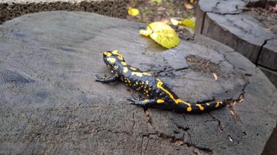 ADANA (AA) – Adana'nın Saimbeyli ilçesinde nesli tükenme tehlikesi altında