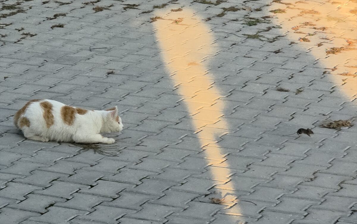 AMASYA (AA) – Amasya’nın Gümüşhacıköy ilçesinde bir sokakta kedi ile