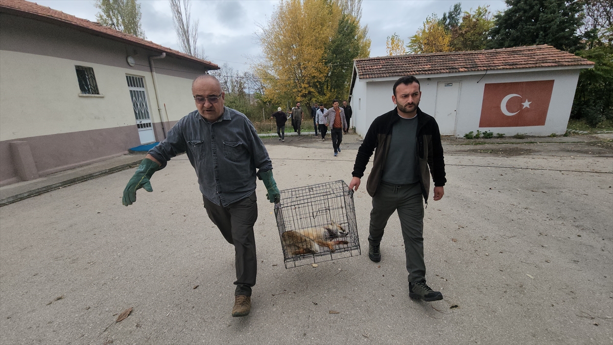 AMASYA (AA) – Amasya'nın Suluova ilçesinde bir okulun bahçesine sığınan