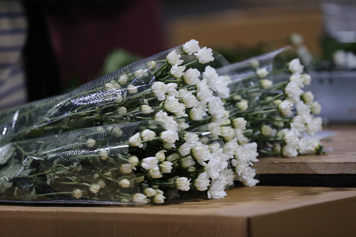 ANTALYA (AA) – Kesme çiçek üretiminin yoğun yapıldığı Antalya'da, çiçek