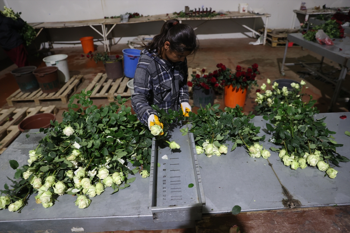 - Elmalı ilçesinde 100 dönümlük serada gül yetiştiriciliği yapan Yahya