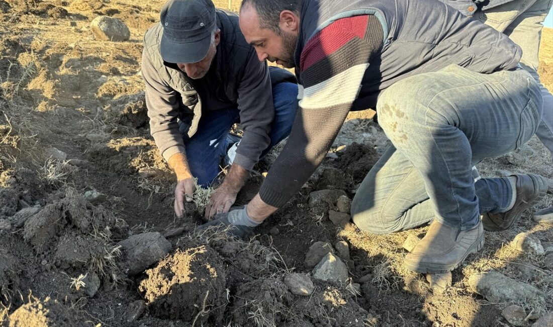 - İl Tarım ve Orman Müdürlüğü ekipleri, Hanak ilçesine bağlı