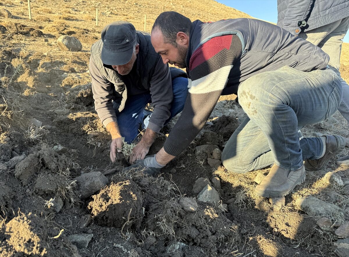 - İl Tarım ve Orman Müdürlüğü ekipleri, Hanak ilçesine bağlı