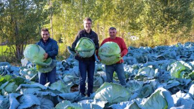 VAN (AA) – Van'ın Erciş ilçesinde coğrafi işaret belgeli olarak
