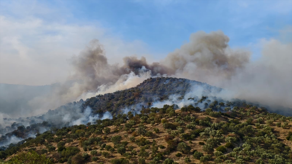 AYDIN (AA) – Aydın'ın Bozdoğan ilçesinde ziraat alanında çıkan yangına