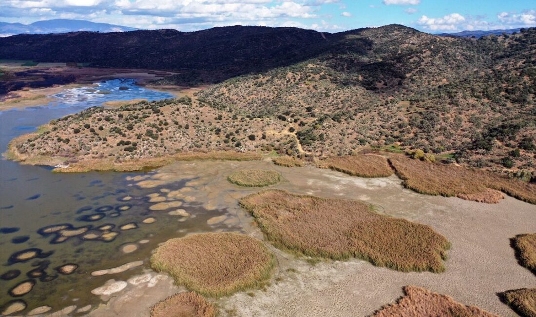- Aydın'da, tepeli pelikan ve akkuyruklu kartal başta olmak üzere