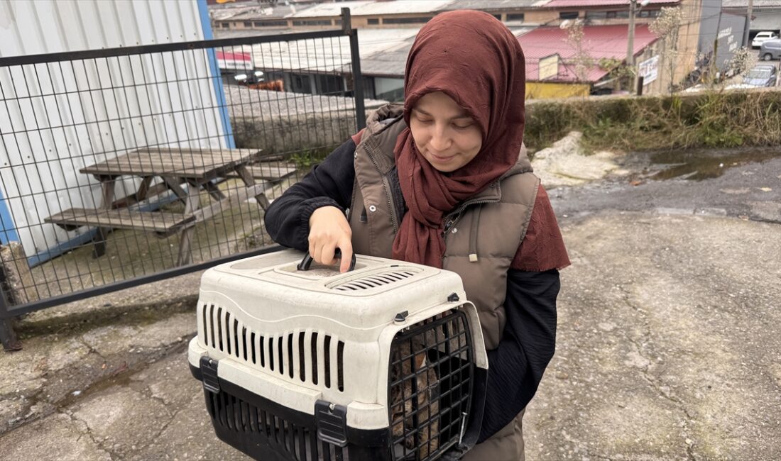 ZONGULDAK (AA) – Zonguldak'ta bacağına yorgun mermi isabet eden kedi,