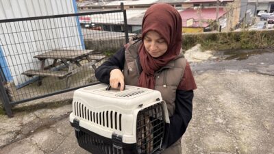 ZONGULDAK (AA) – Zonguldak'ta bacağına yorgun mermi isabet eden kedi,