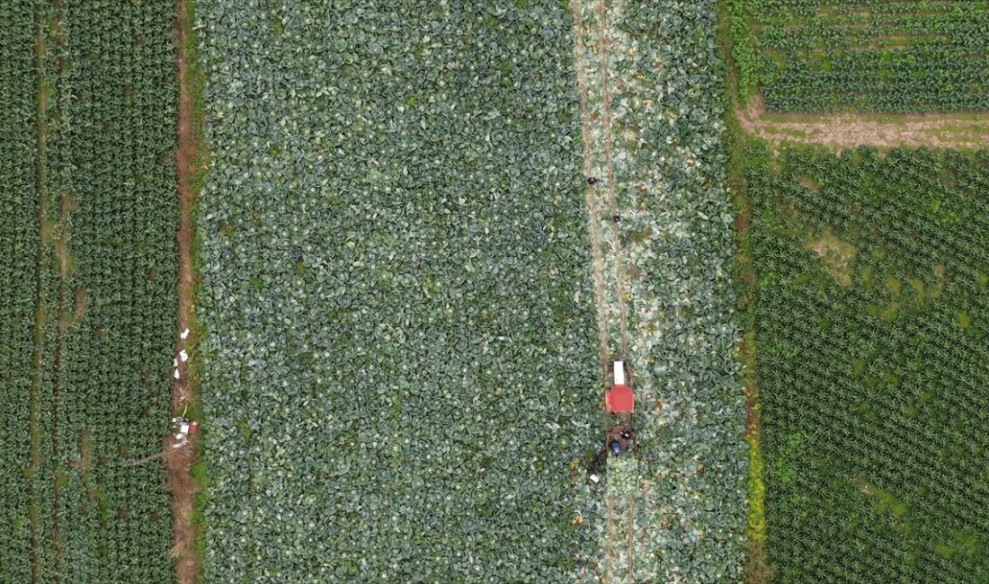 SAMSUN (AA) – Samsun'un Bafra ilçesinde 25 bin dekar alana