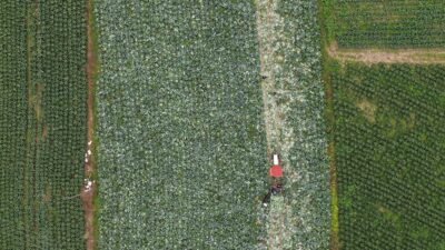 SAMSUN (AA) – Samsun'un Bafra ilçesinde 25 bin dekar alana