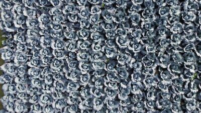 SAMSUN (AA) – Samsun'un Bafra ilçesinde ekimi yapılan kırmızı lahananın