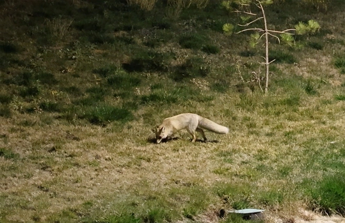 BİTLİS (AA) – Bitlis'te aç kalan tilki, yerleşim yeri yakınında