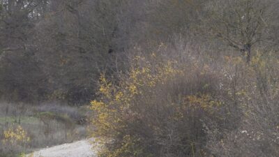 BOLU (AA) – Türkiye Otomobil Sporları Federasyonu (TOSFED) tarafından Bolu'da