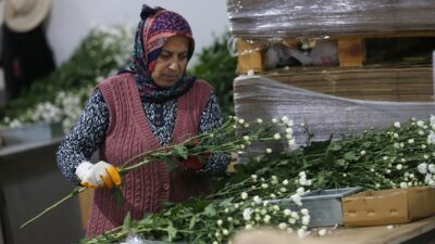 - Yurt dışına ağırlıklı olarak karanfil gönderen çiçek sektörü, son