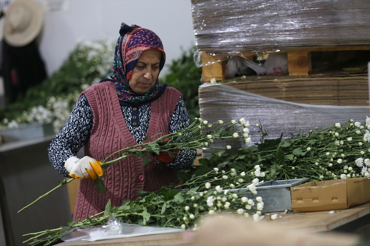 - Yurt dışına ağırlıklı olarak karanfil gönderen çiçek sektörü, son