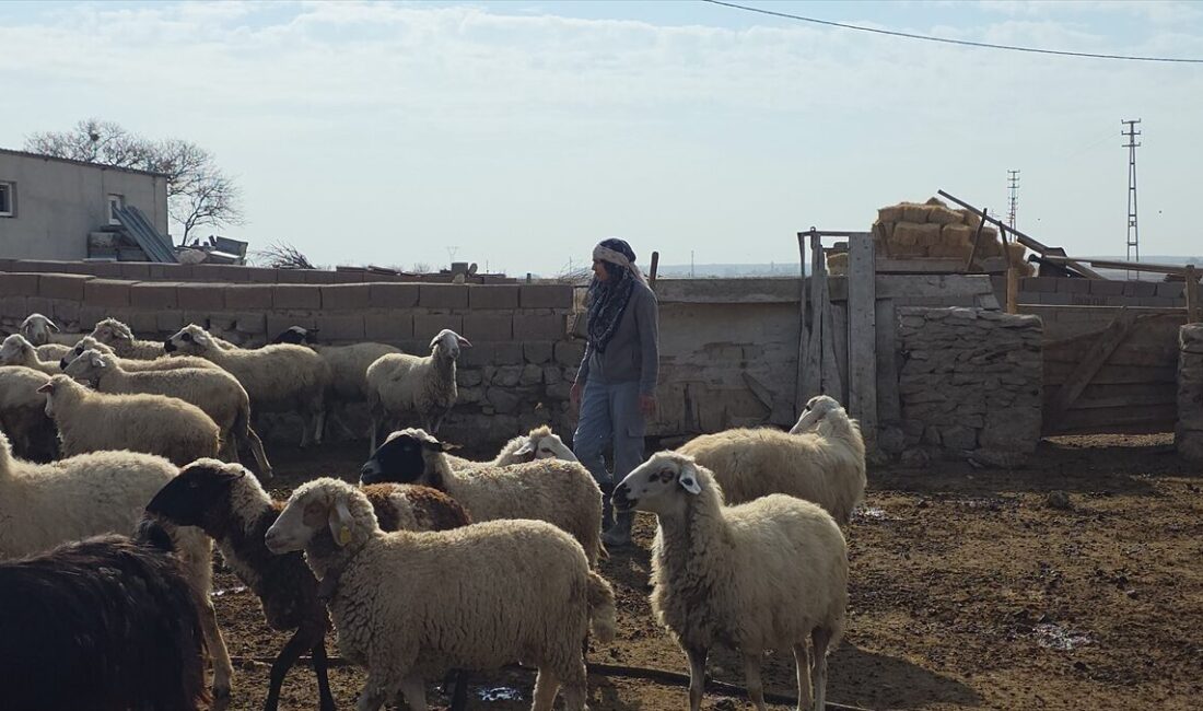 - Aksaray'da gün doğmadan uyanıp hayvanlarla ilgilenen, direksiyonuna geçtiği traktörle