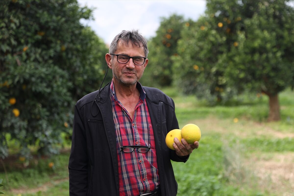 - Antalya'nın Finike ilçesinde yetiştirilen, ince kabuklu, farklı aromaya sahip