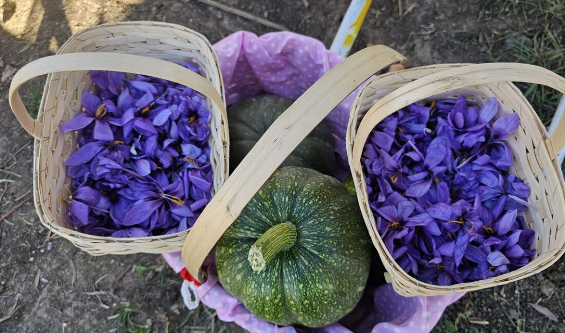 ÇORUM (AA) – Çorum'da kadın çiftçiler tarafından yetiştirilen safran törenle