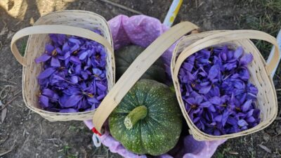 ÇORUM (AA) – Çorum'da kadın çiftçiler tarafından yetiştirilen safran törenle