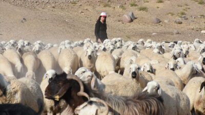 - Malatya'da 37 küçükbaş hayvan hibesiyle hayvancılığa başlayan gıda mühendisi