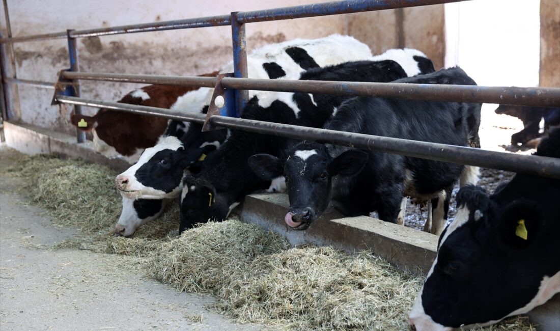 - Sivas'ın Gemerek ilçesinde yaşayan Samet Dağlar, Tarım ve Kırsal