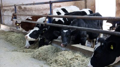 - Sivas'ın Gemerek ilçesinde yaşayan Samet Dağlar, Tarım ve Kırsal