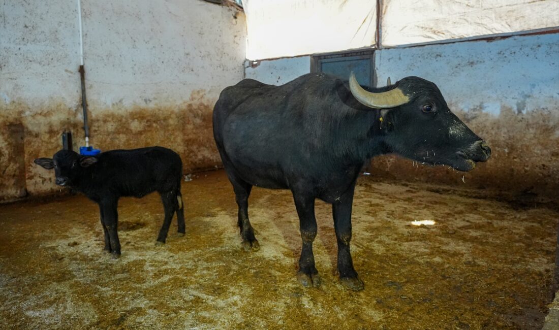 - Dicle Üniversitesince yürütülen proje kapsamında 3 yıl önce İtalyan