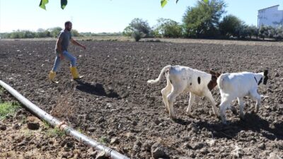 - Adana'nın Yumurtalık ilçesinde "Kırsal Kalkınmada Uzman Eller Projesi"nin hibe