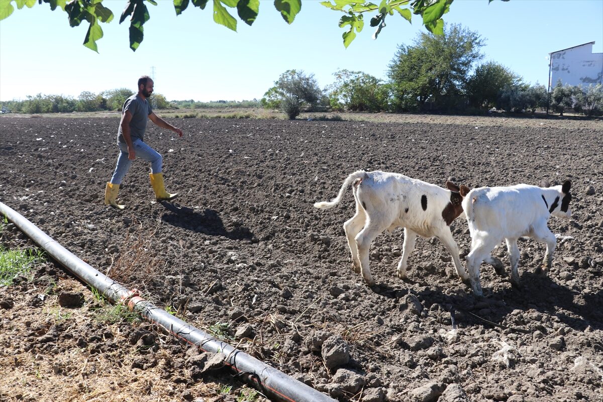 - Adana'nın Yumurtalık ilçesinde "Kırsal Kalkınmada Uzman Eller Projesi"nin hibe
