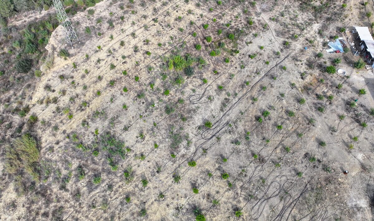 - Adana'da "Özel Ağaçlandırma Projesi" kapsamında kiraladığı arazideki çalı ve