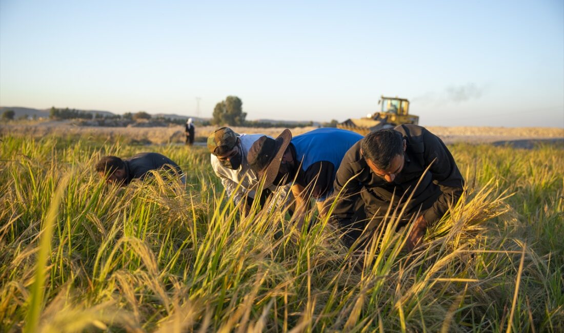 - Zap Suyu'nun kenarındaki çeltik tarlalarında hasad başladı
- Tarlası biçilen