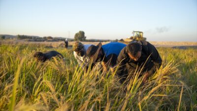 - Zap Suyu'nun kenarındaki çeltik tarlalarında hasad başladı
- Tarlası biçilen