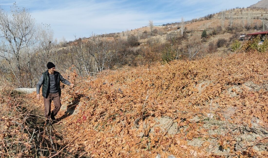 ERZİNCAN (AA) – Erzincan'da bozayıların kentin tescilli ürünlerinden, bağlardaki kışlık