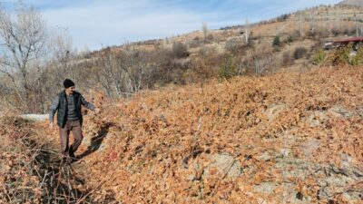 ERZİNCAN (AA) – Erzincan'da bozayıların kentin tescilli ürünlerinden, bağlardaki kışlık