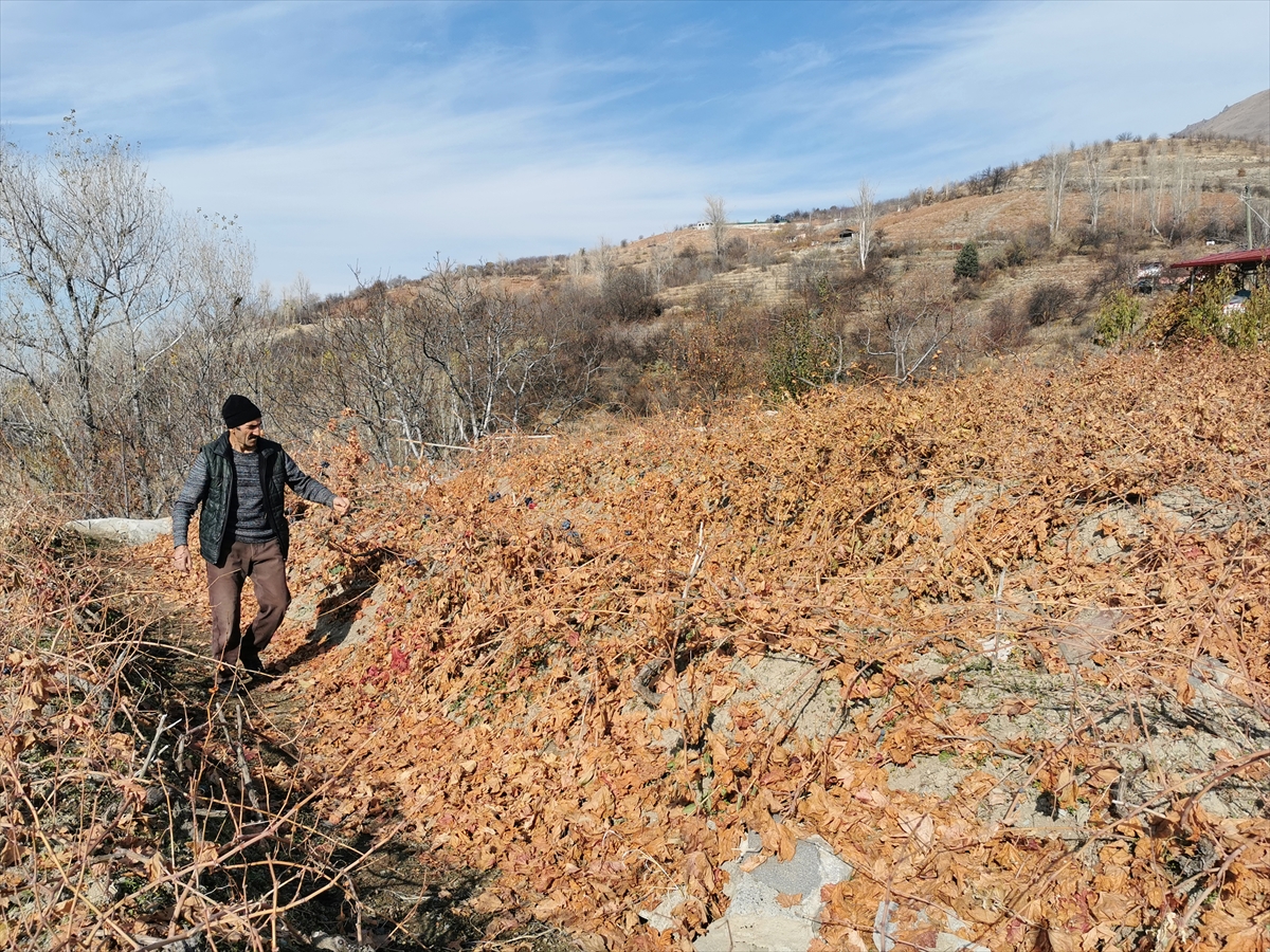 ERZİNCAN (AA) – Erzincan'da bozayıların kentin tescilli ürünlerinden, bağlardaki kışlık