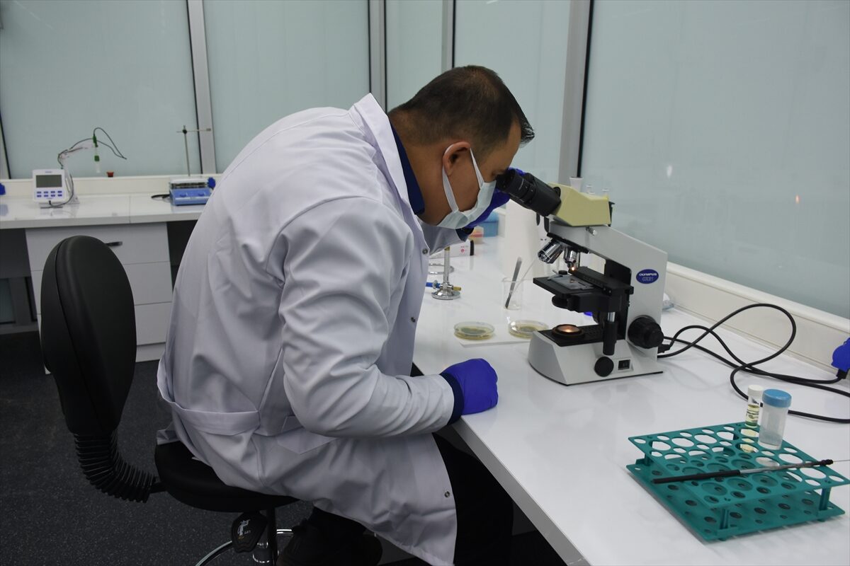 - Gıda analiz laboratuvarlarında "insan sağlığı için zararlı olan küf