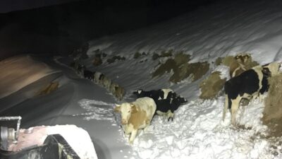 TÜM HAYVANLARIN BULUNMASI VE MAHSUR KALANLARIN KURTARILMASI EKLENDİ