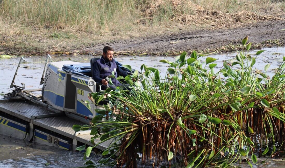 HATAY (AA) – Hatay'ın Kırıkhan ilçesindeki Gölbaşı Gölü'nde ekosisteme zarar
