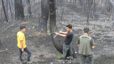 - Kentte yaz aylarında çıkan yangınlardan etkilenen ilçelerden Antakya'da 2
