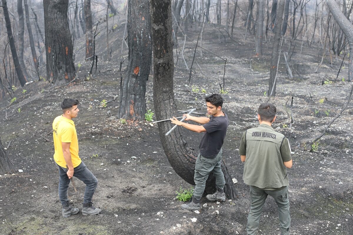 - Kentte yaz aylarında çıkan yangınlardan etkilenen ilçelerden Antakya'da 2