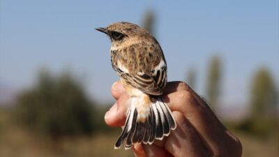 - Anlık olarak veri gönderme özelliği bulunan vericiler sayesinde kuşların