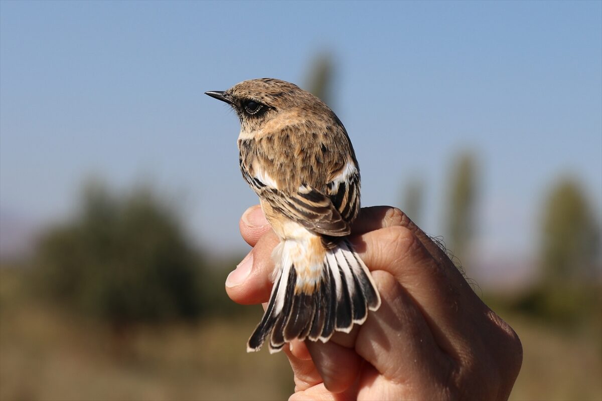 - Anlık olarak veri gönderme özelliği bulunan vericiler sayesinde kuşların