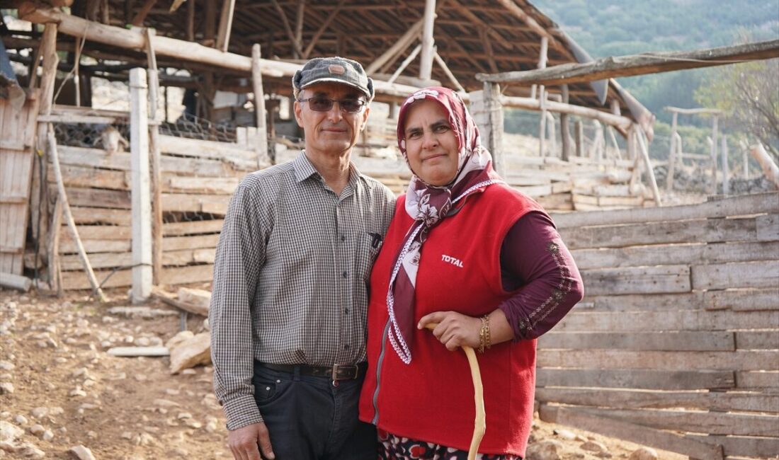 - Emine Çalık:
- "Sabah şalvarlıydık, dağa gidip koyunlara baktık. Şimdi