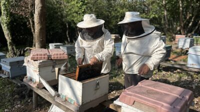 - Beykoz'da, kestane ağaçlarının arasında doğal bal üreten arıcı Alaaddin