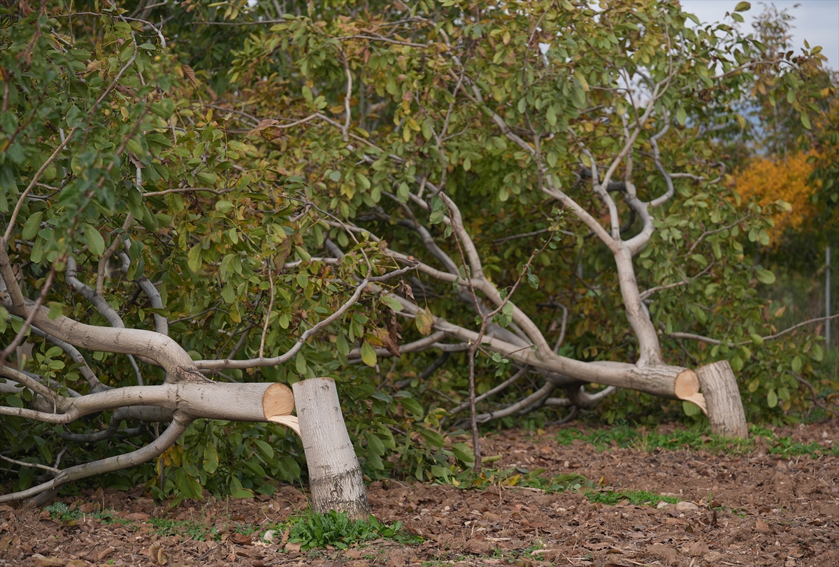 - 70 yaşındaki çiftçi Ahmet Kemal Kahya:
- "Cevizleri bir evladımız