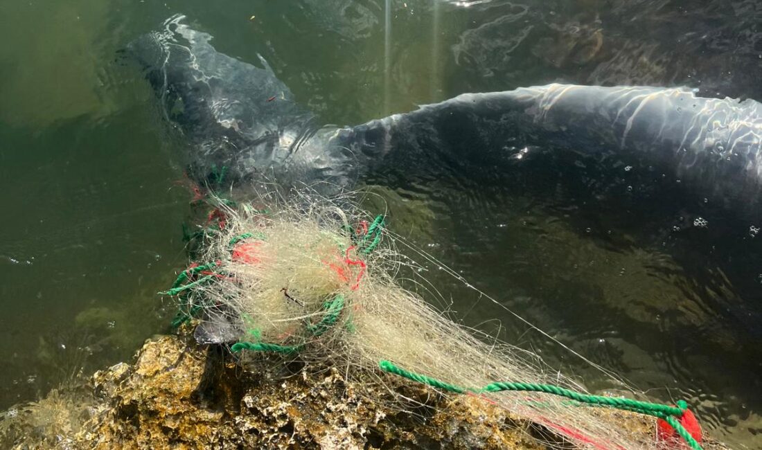 İZMİR (AA) – Balıkçı ağlarına takıldığı değerlendirilen yunus, Karaburun ilçesi